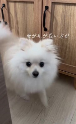 モロちゃんのビフォーアフター