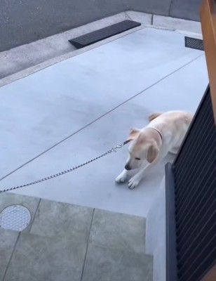 伏せようとする犬