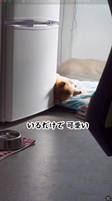 犬用ベッドで眠る犬