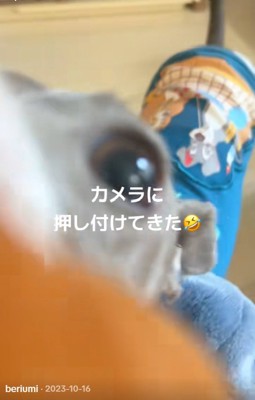 カメラに接近するうみちゃん