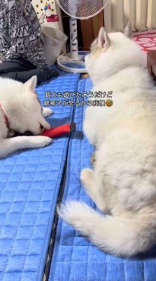 おもちゃで遊ぶメスの犬を見つめるオスの犬