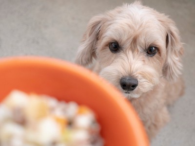 ご飯を待つ犬