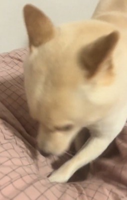 前足で布団を引っ掻く犬