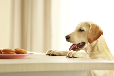 テーブルの上のクッキーを狙う犬