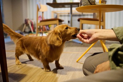 手からおやつをもらうダックス