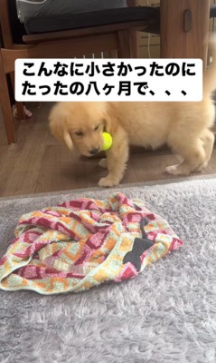 ビビちゃんの成長2