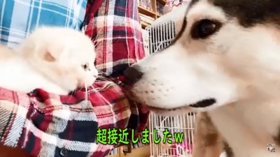 子猫と急接近したはっちゃん