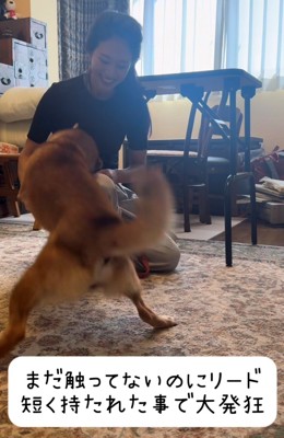 リードを短く持たれて飛びかかる犬