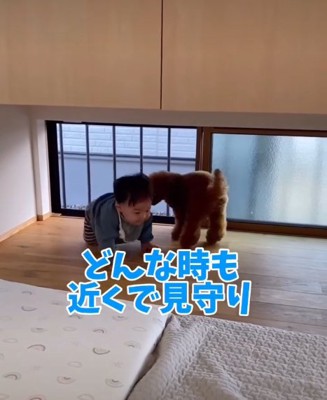 しゃがむ赤ちゃんと犬1