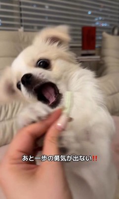 歯磨きガムを怖がるぽっぷくん8