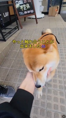 飼い主の手に顔をすり寄せる犬