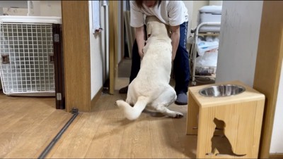 お座りをする犬と、犬を引っ張る女性