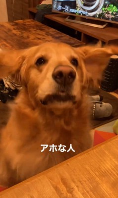 質問にお返事するこたつ君4