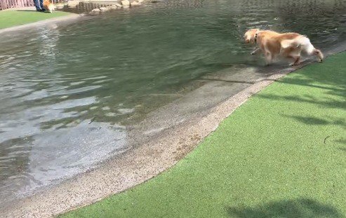 プールに前足を入れる犬