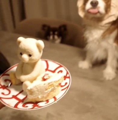 ケーキを見て舌を出す犬