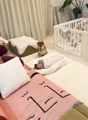 柴犬のみそちゃん