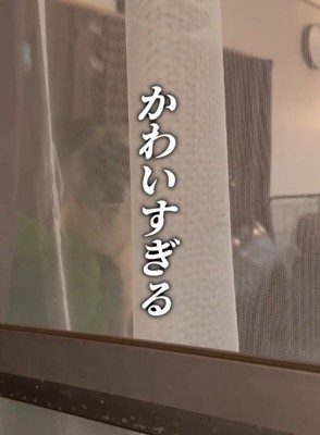 部屋から見つめる犬2