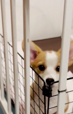 子犬期のチルちゃんは…