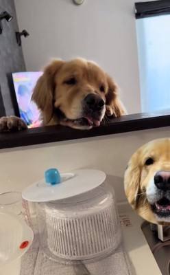 覗きに来たイヴちゃん