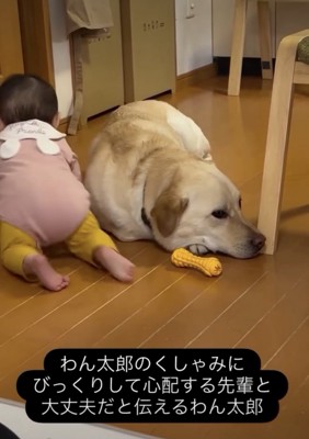 ハイハイでわん太郎くんの隣へ