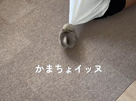「お掃除はいいから、私と遊んで!」