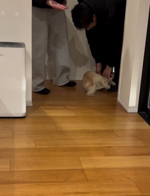 家族に撫でてもらう小型犬