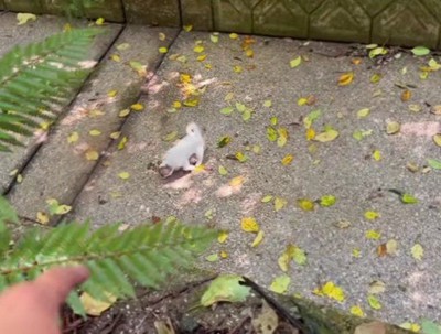 山でヘビを探していたら…