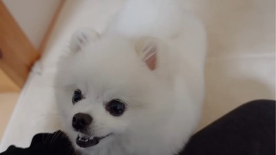 飼い主を見つめる犬2