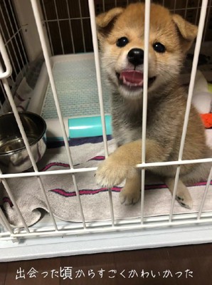 柴犬の子犬が可愛すぎる