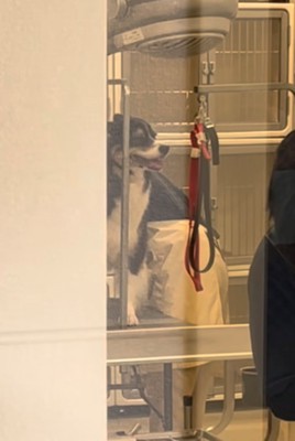 トリミング中の犬