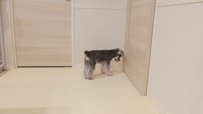 ティノちゃんとパパさんの再会2