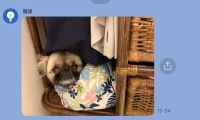 狭い場所に隠れる福丸ちゃん!