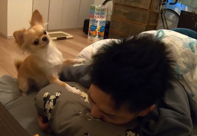 犬に殴られて顔をそむける飼い主