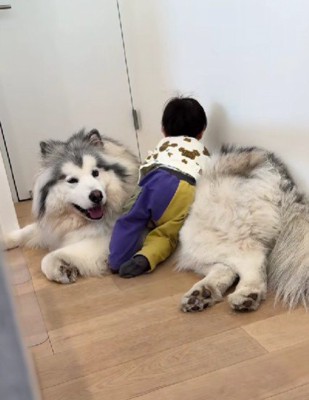 わんこのお腹を枕にしてゴロゴロ