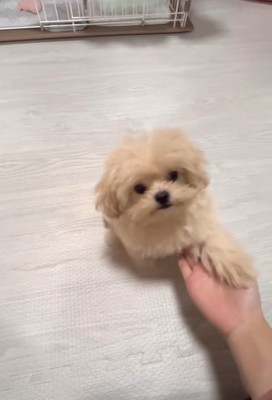 芸を披露するみるくちゃん2