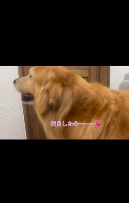 雷が怖いハルちゃん、お父さんが帰宅したら…9