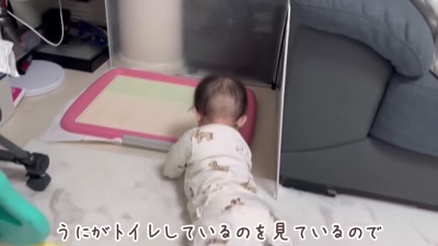 トイレシートに行くことも…！