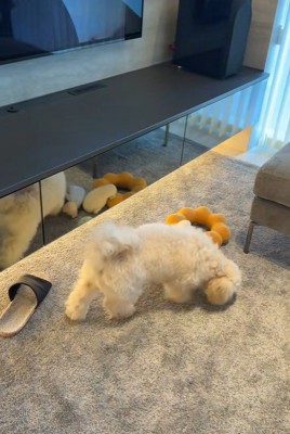 ガムテープを取りたいぬい君⑩