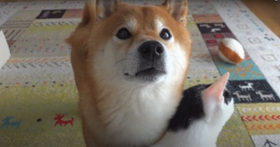 猫にすりすりされながらカメラの上を見つめる柴犬