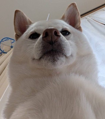 飼い主さんを看病するまんまる君2