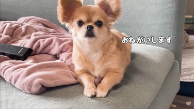 赤ちゃんから離れないハナちゃん7