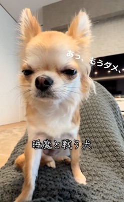 眠すぎるチャイちゃん