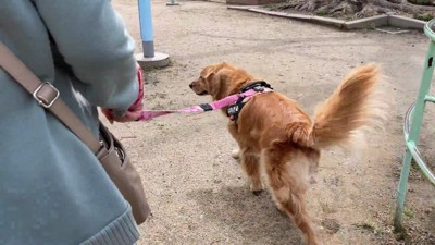 一緒にお散歩できて嬉しそう♪