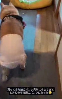 「もみじにはぴったりかも…?」