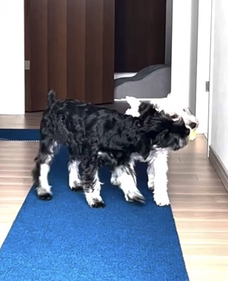 ボールを横取りする犬