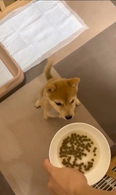 えだまめ君の初めての「待て」3