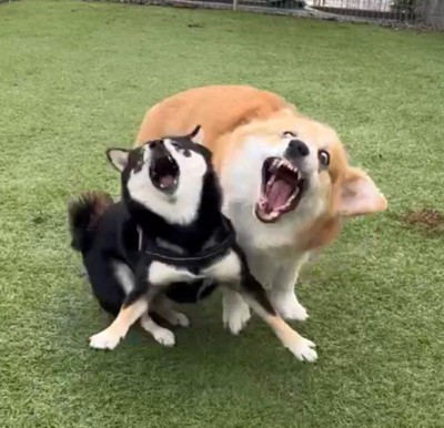 全力で遊んだら、すごいお顔に！