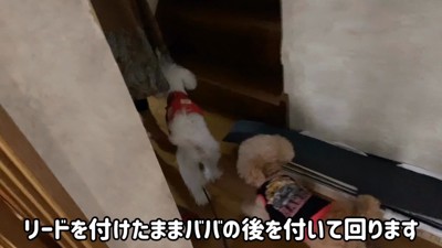 おばあちゃんについて行って…