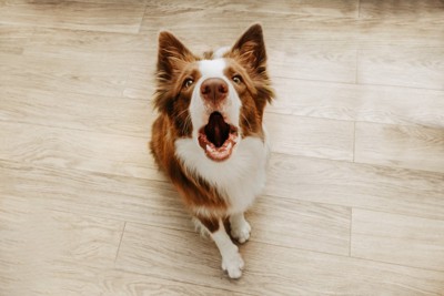 吠えてくる犬