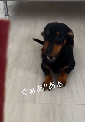 荒ぶるオーレくん